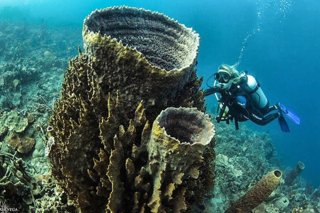 Diver exploring coral reefs in the Rosario Islands, surrounded by tropical fish and a sea turtle.
