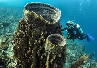 Diver exploring coral reefs in the Rosario Islands, surrounded by tropical fish and a sea turtle.